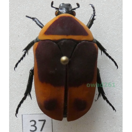 Pachnoda marginata peregrina Kolbe, 1906 ex. ovo Czad37